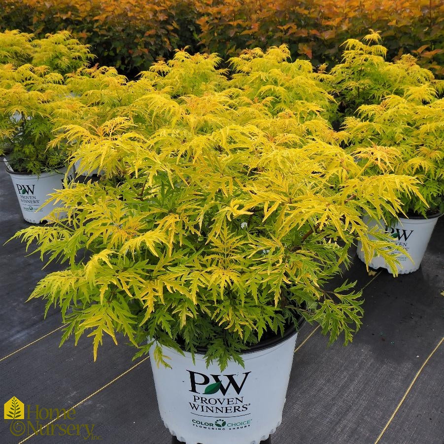 Sambucus Racemosa Lemony Lace