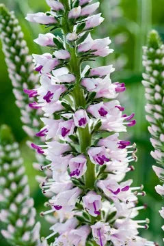 Veronica longifolia 'Pink Eveline' - #1