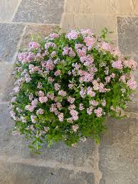 Spiraea japonica 'Little Princess'