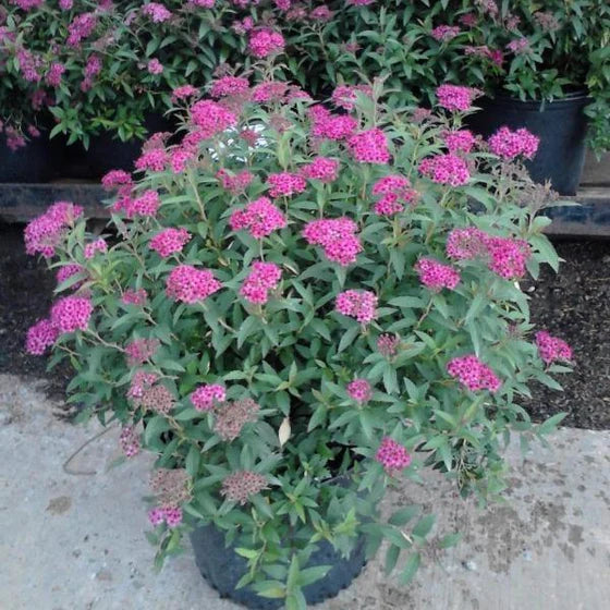Spiraea japonica 'Neon Flash'