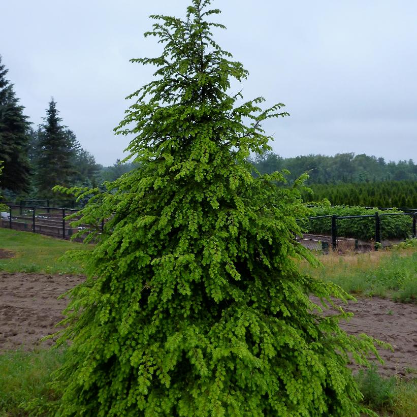 Tsuga canadensis 'Eastern Hemlock'