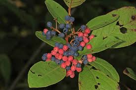 Viburnum nudum 'Bulk'