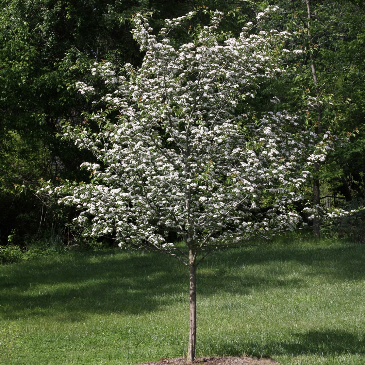 Crataegus viridis 'Winter King'