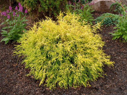 Chamaecyparis pisifera 'Golden Mop'