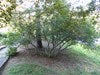 Myrica pensylvanica 'Bayberry' #3
