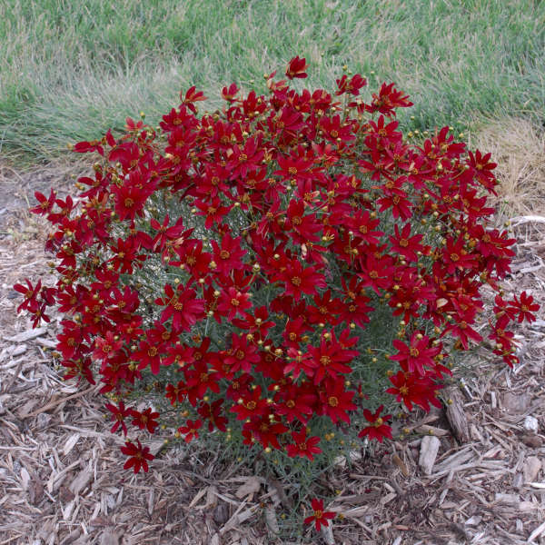 COREOPSIS VERTICILLATA 'HOT PAPRIKA' #2