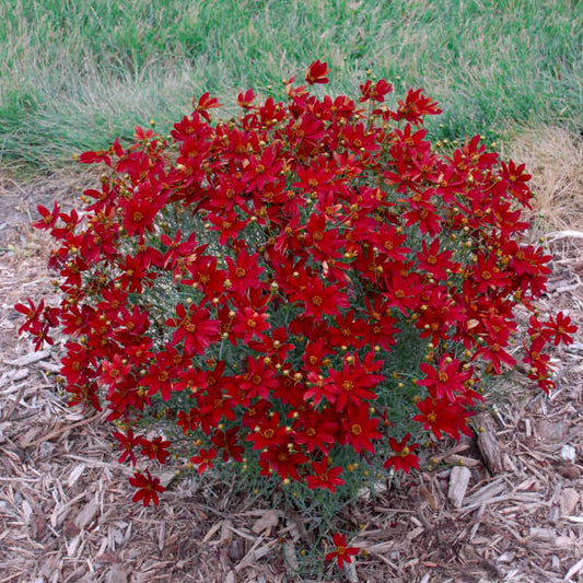 COREOPSIS VERTICILLATA 'HOT PAPRIKA' #2