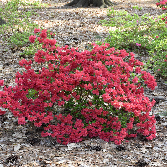 Azalea x 'Girard's Purple'