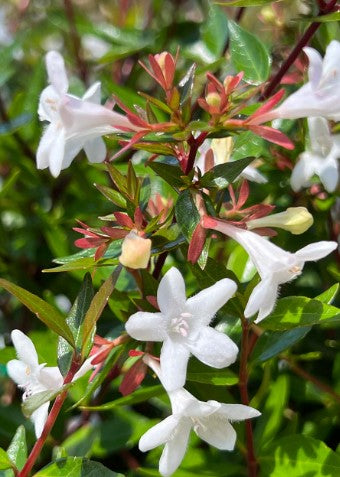 Abelia x grandiflora ‘Little Richard’ White