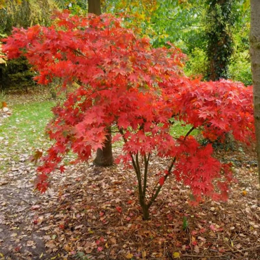 Acer palmatum 'Osakazuki'