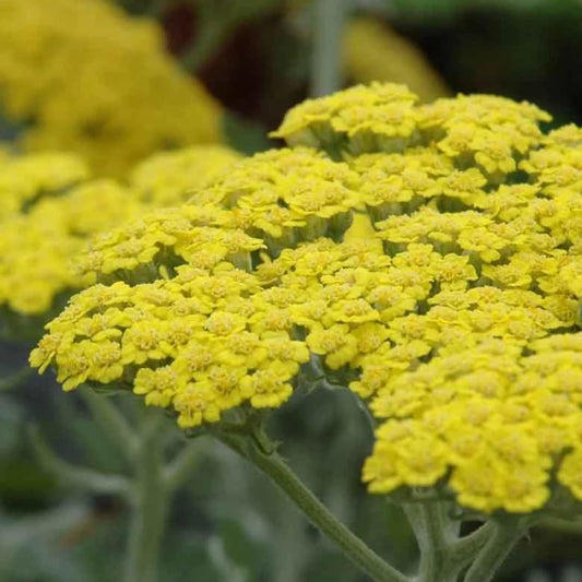 Achillea hybrid 'Little Moonshine' #1