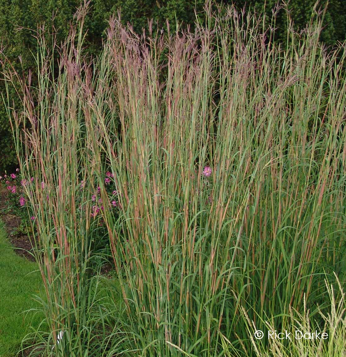 Andropogon gerardii 'Big Bluestem'