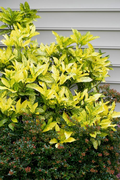 Aucuba japonica 'Mr. Goldstrike'