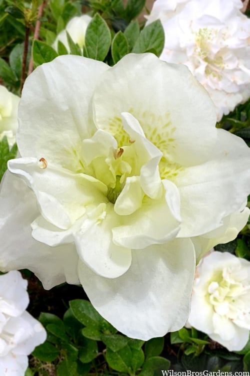 Rhododendron x 'Hardy Gardenia'