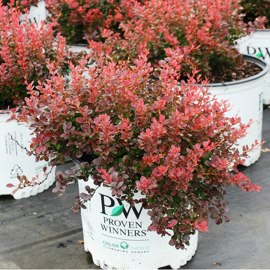Berberis thunbergii 'Mimi'