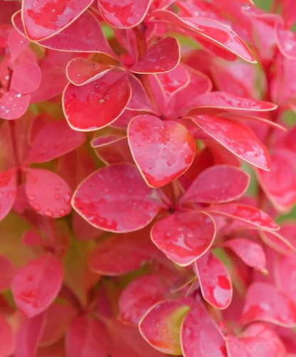Berberis thunbergii Sunjoy orange pillar