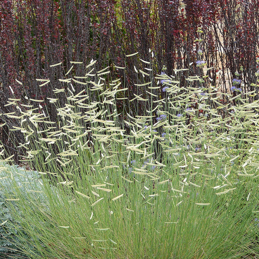 Bouteloua gracilis 'Blue Grama' #1