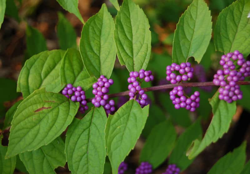 Callicarpa dichotoma 'Early Amethyst'