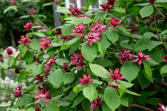 Calycanthus × raulstonii 'Hartlage Wine'