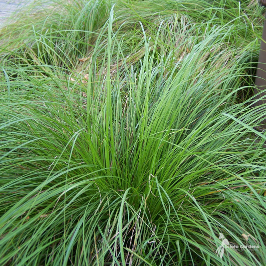 Carex pensylvanica 'Pennsylvania Sedge' #1