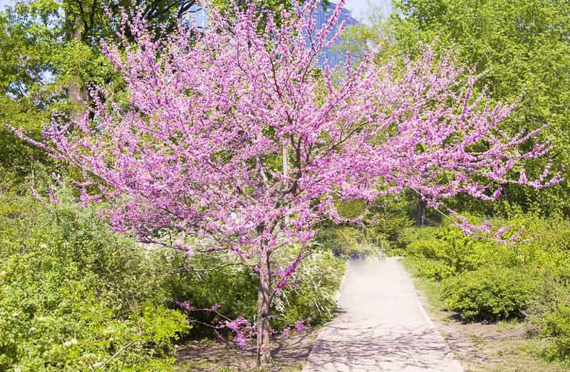 Cercis canadensis - STRAIGHT SPECIES - 1-1.5 CAL - "IN GROUND