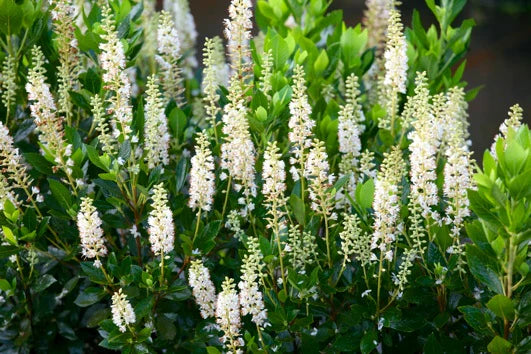 Clethra alnifolia 'Hummingbird' - #3