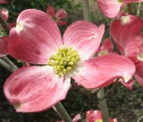 Cornus florida 'Cherokee Brave'