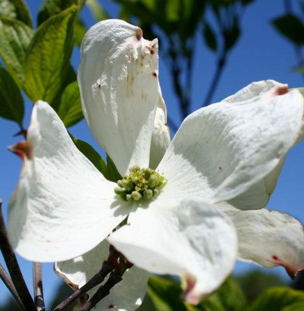 Cornus florida 'Cherokee Princess'