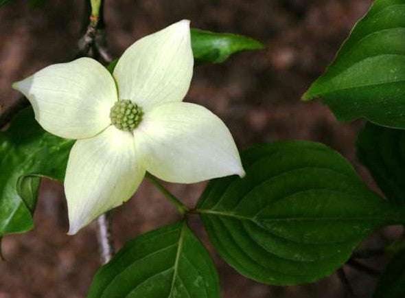 Cornus kousa