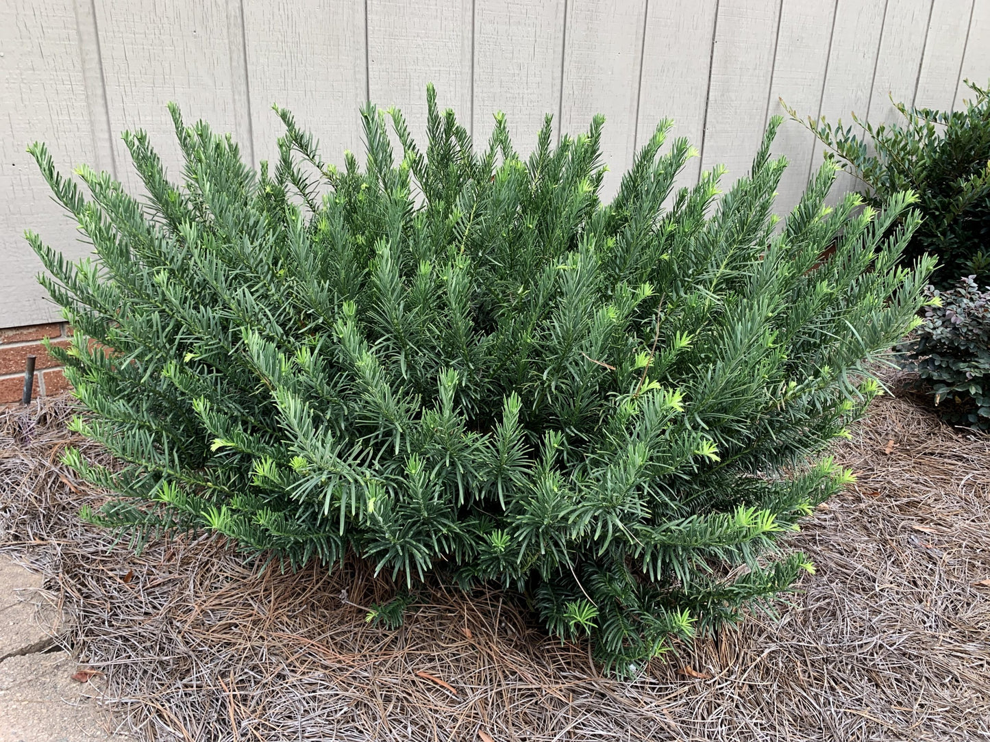 Cephalotaxus 'Duke Gardens' Yew Bush