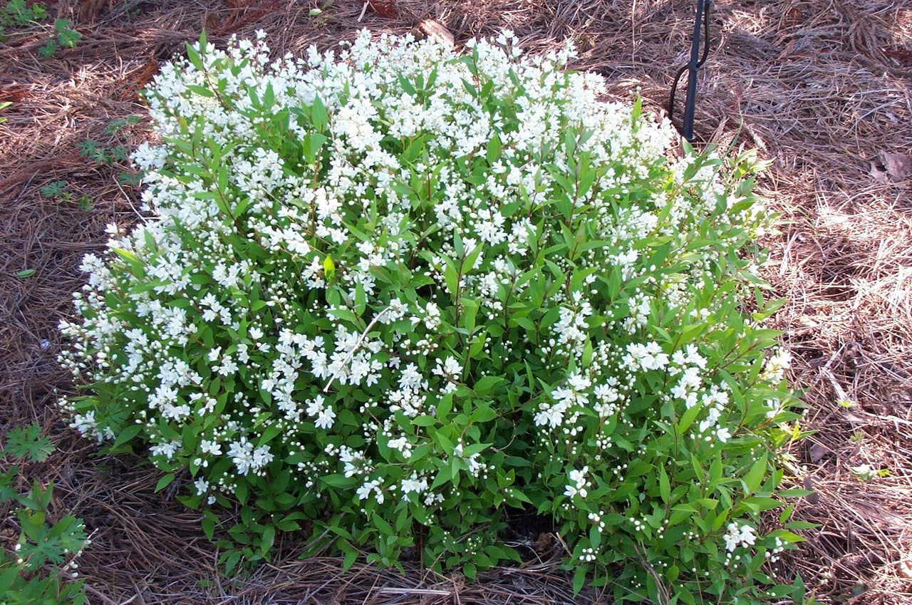 Deutzia gracilis 'Nikko'