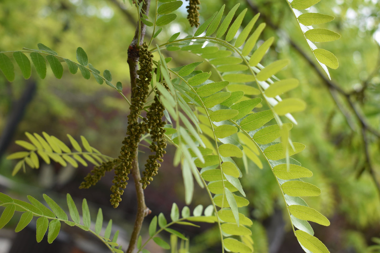 Gleditsia triacanthos inermis 'Shademaster'