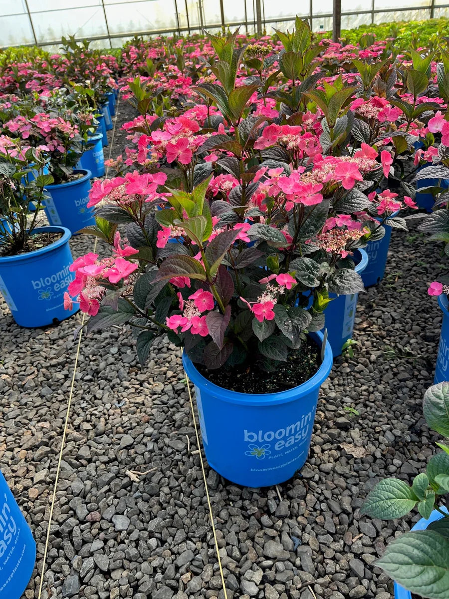 Hydrangea serrata 'Pink Dynamo'