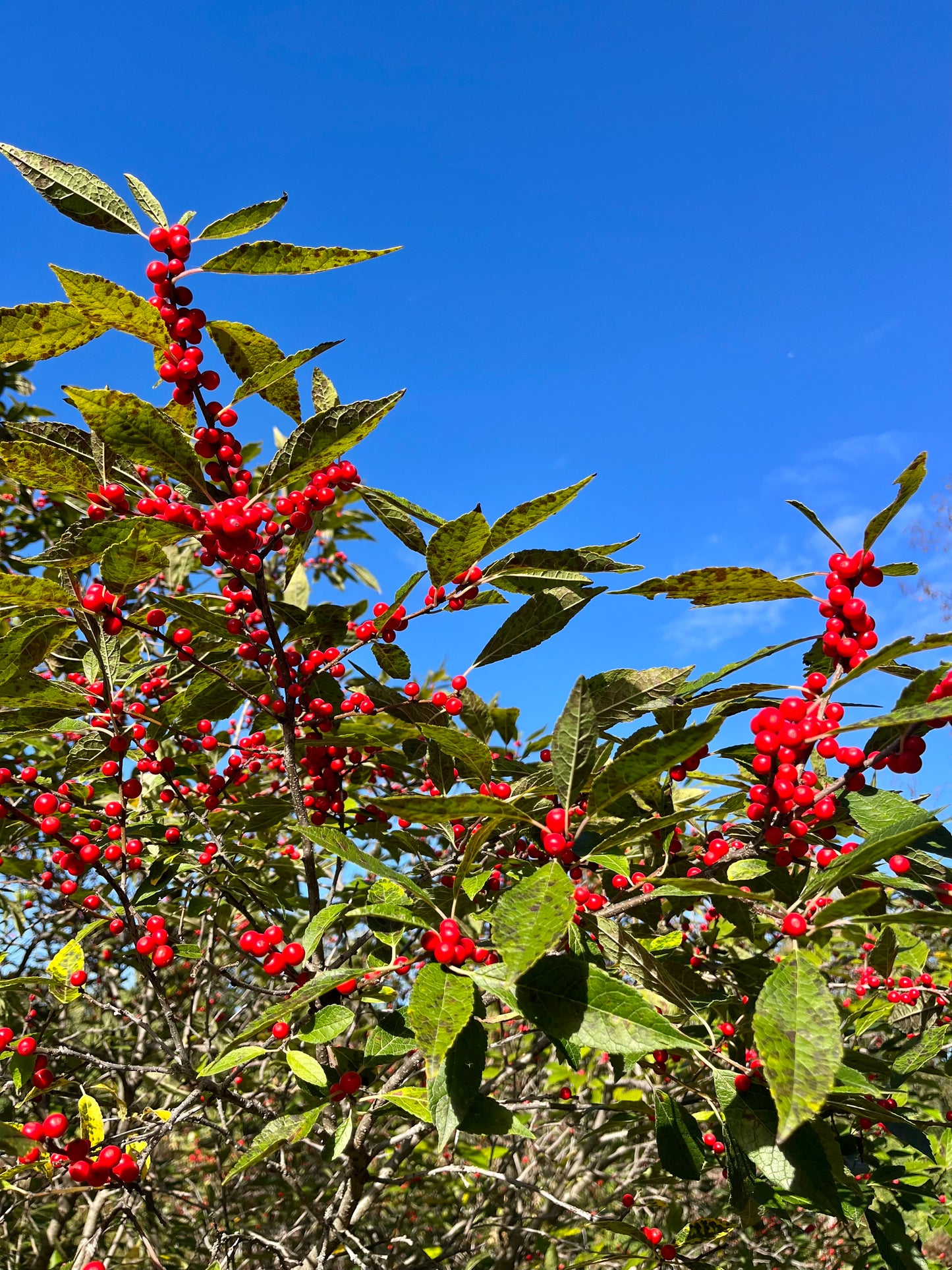 Ilex verticillata 'Winterberry Holly' 8ft