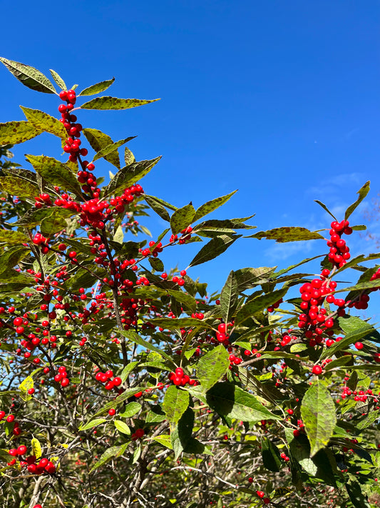 Ilex verticillata 'Winterberry Holly' 8ft