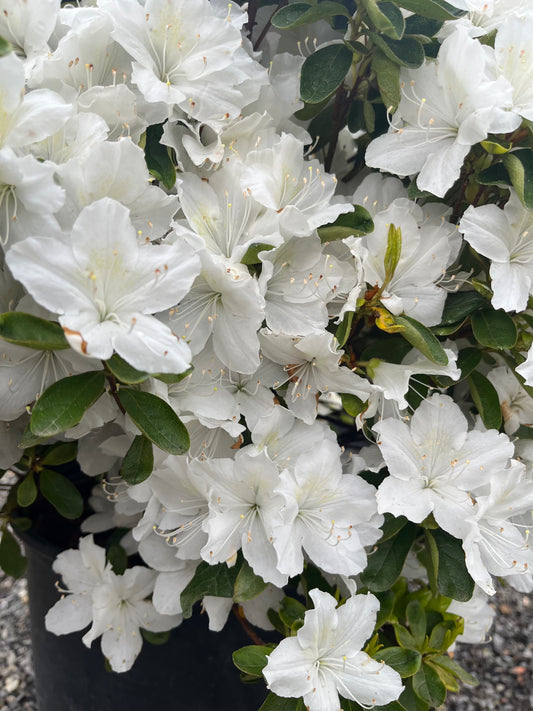 Azalea 'Delaware Valley White' #3
