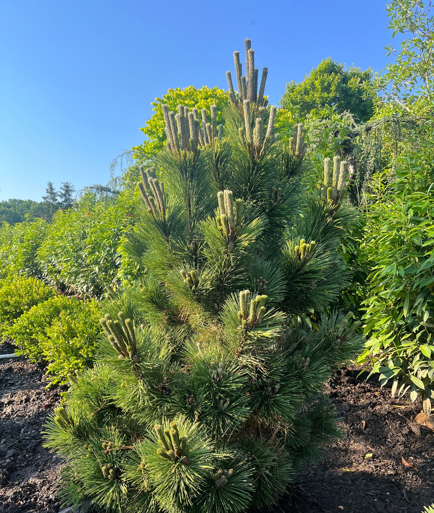 Pinus thunbergii 'Thunderhead'