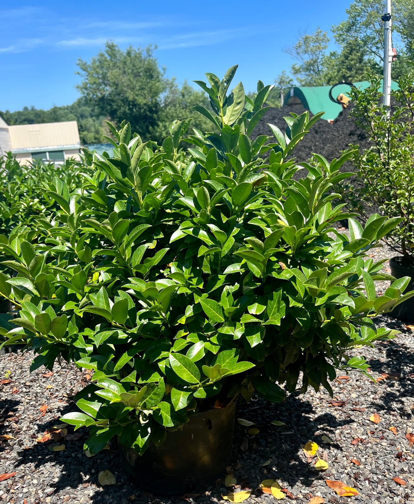 Prunus laurocerasus 'Green Goblet' #10