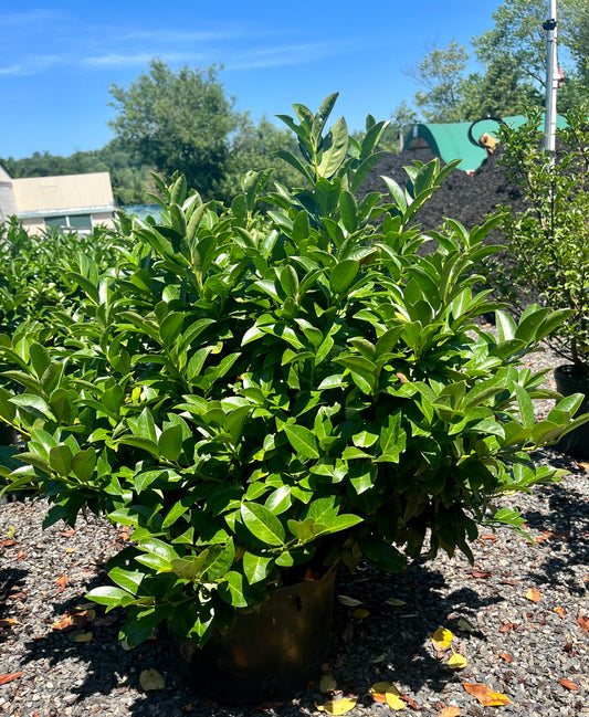 Prunus laurocerasus 'Green Goblet' #6