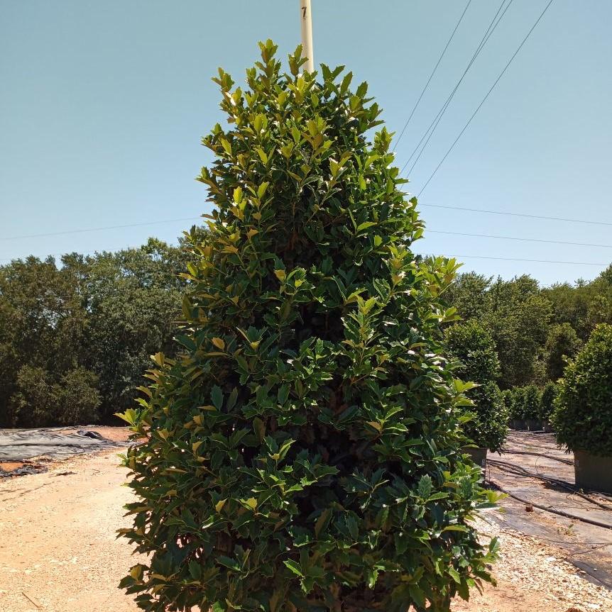 Ilex x 'Conaf'