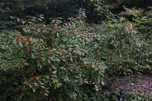 Ilex verticillata 'Winter Red'