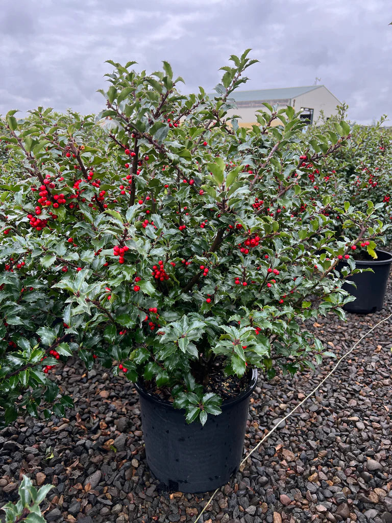 Ilex x meservea 'Blue Princess'