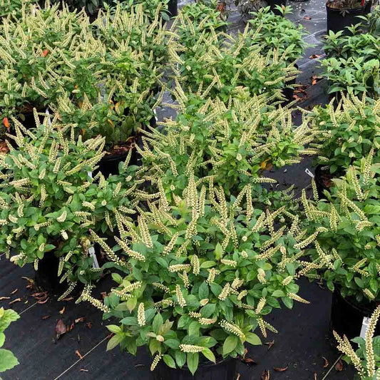 Itea virginica 'Love Child' - #3