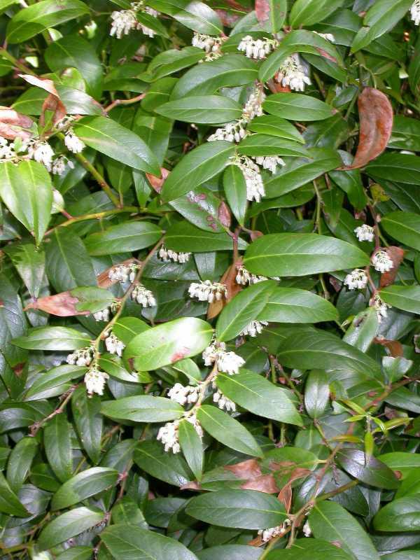 Leucothoe axillaris #3