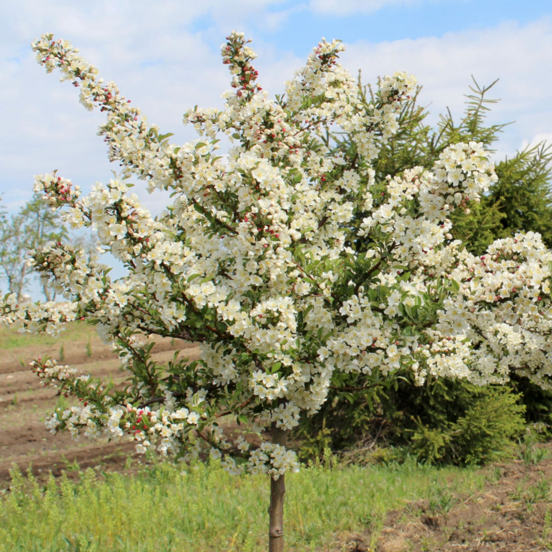 Malus sargentii