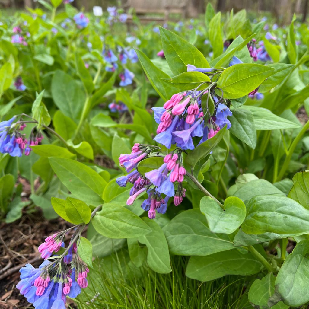 Mertensia virginica #1