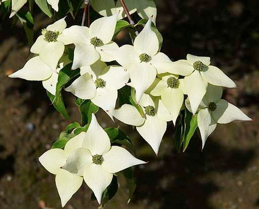 Cornus kousa 'Milky Way'