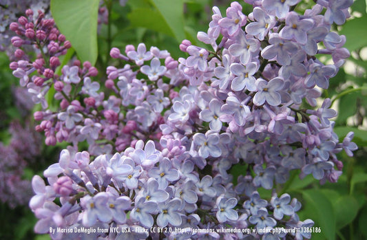 Syringa patula 'Miss Kim' - #3