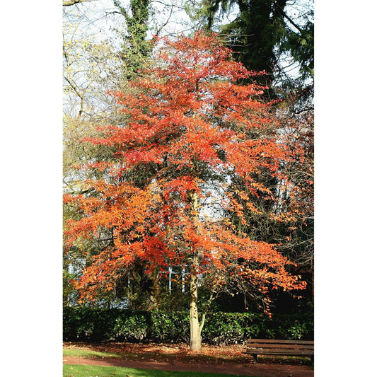 Nyssa sylvatica 'Black gum'
