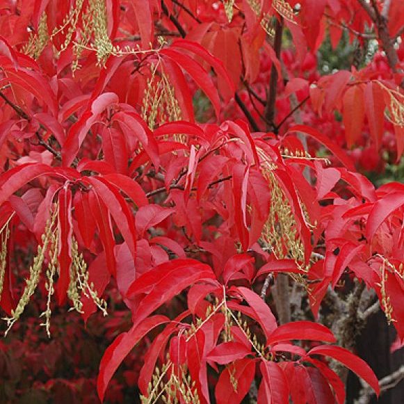 Oxydendrum arboreum - #7